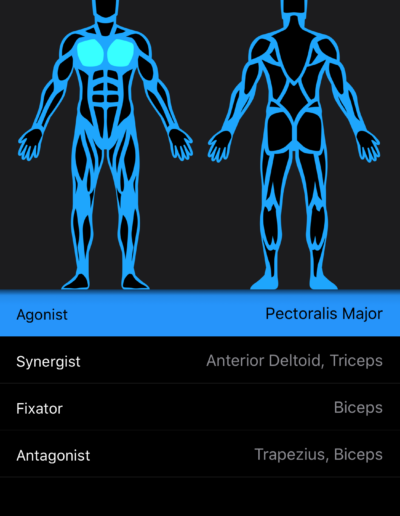 Muscle Diagram